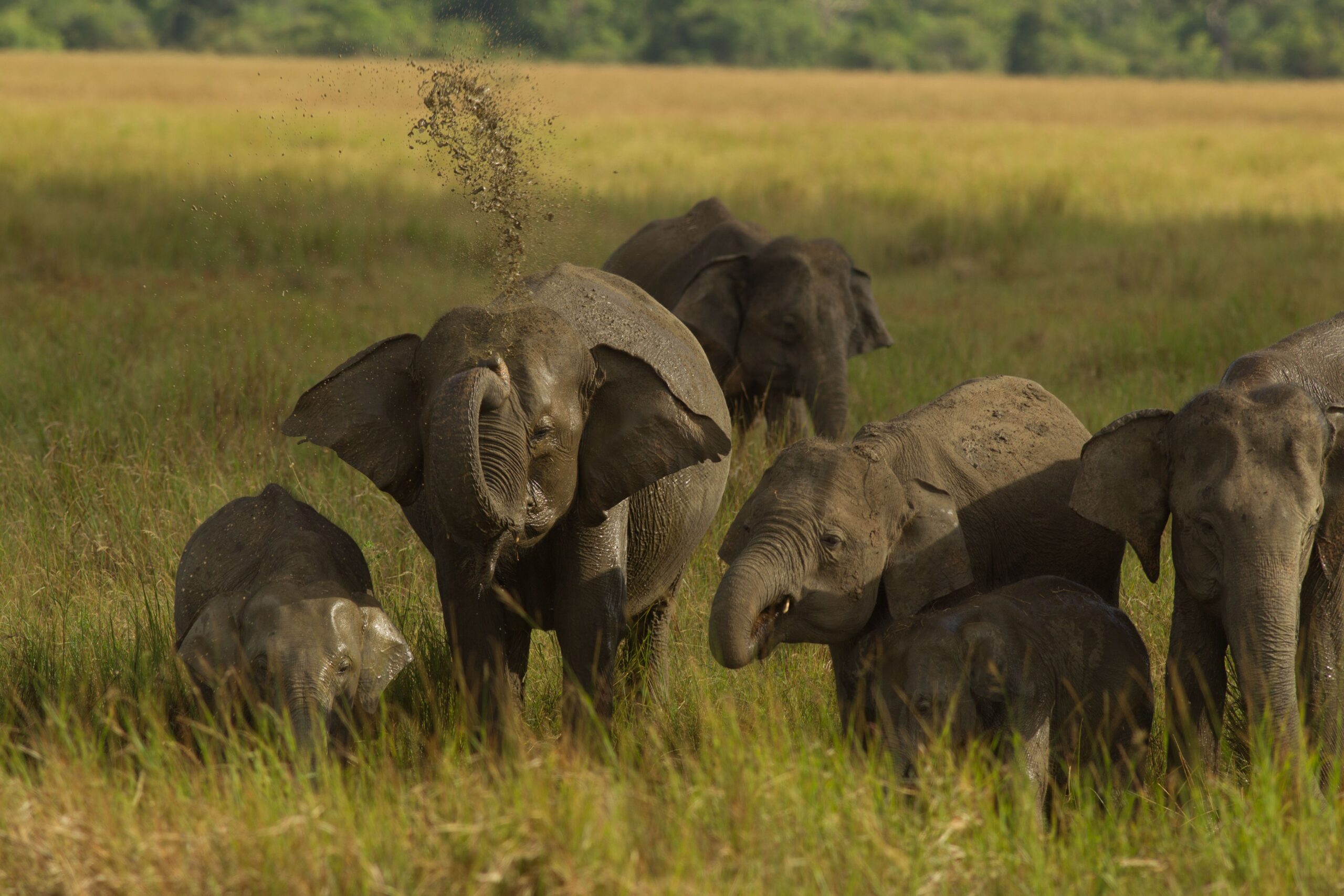 Udawalawe Safari from Hambantota Port