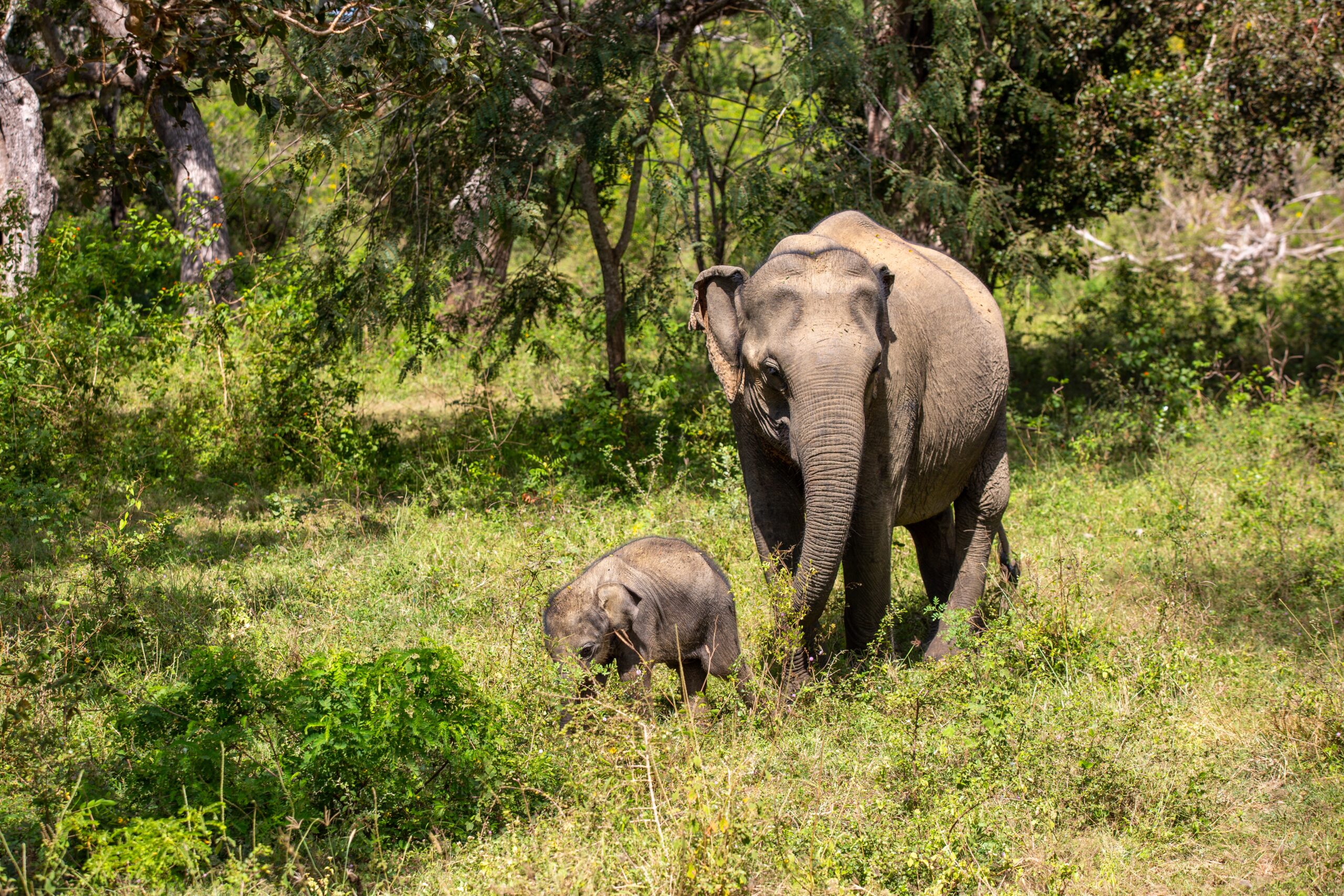 Yala Half Day Safari from Hambantota Port