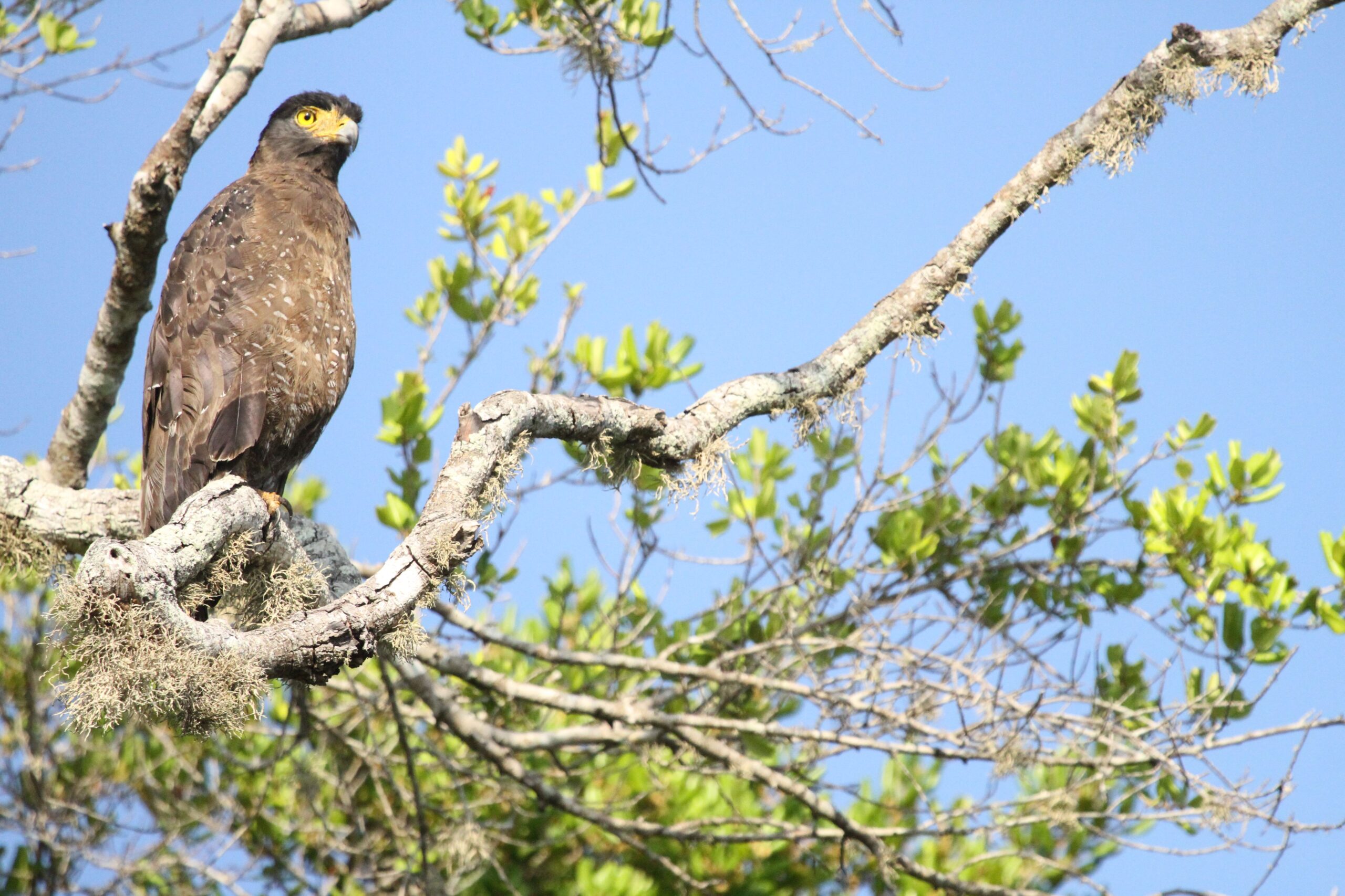 Yala Half Day Safari from Hambantota Port