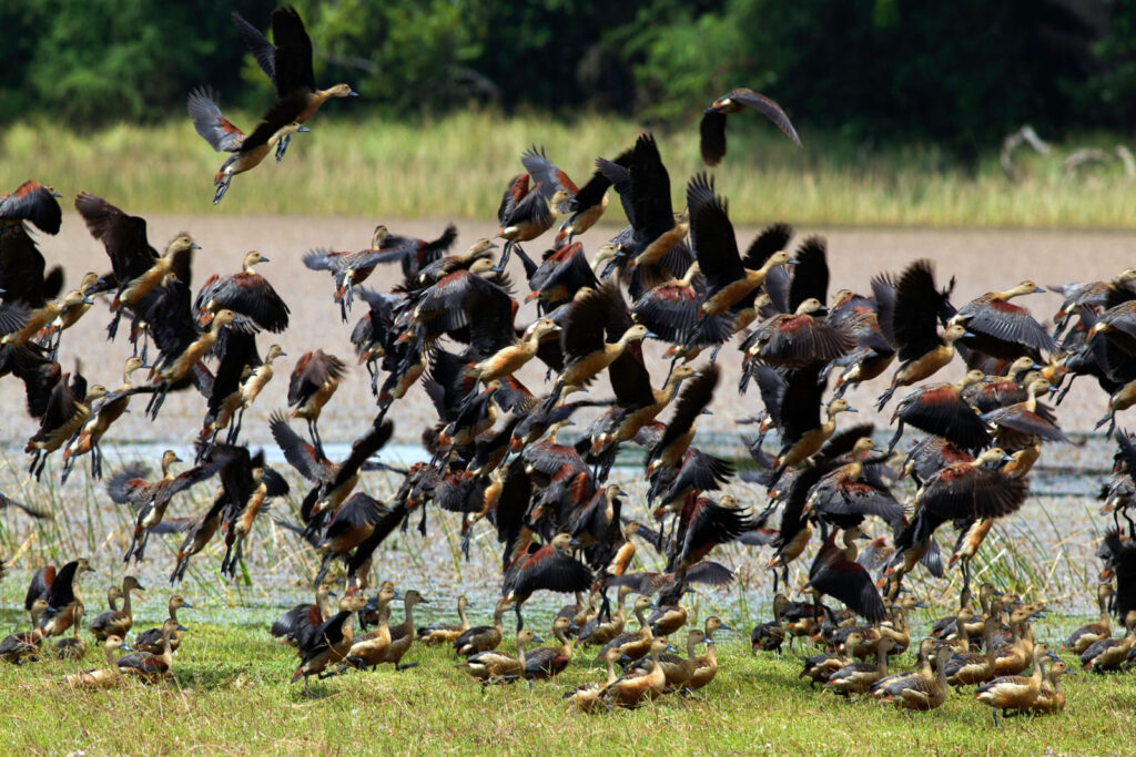 Bundala National Park