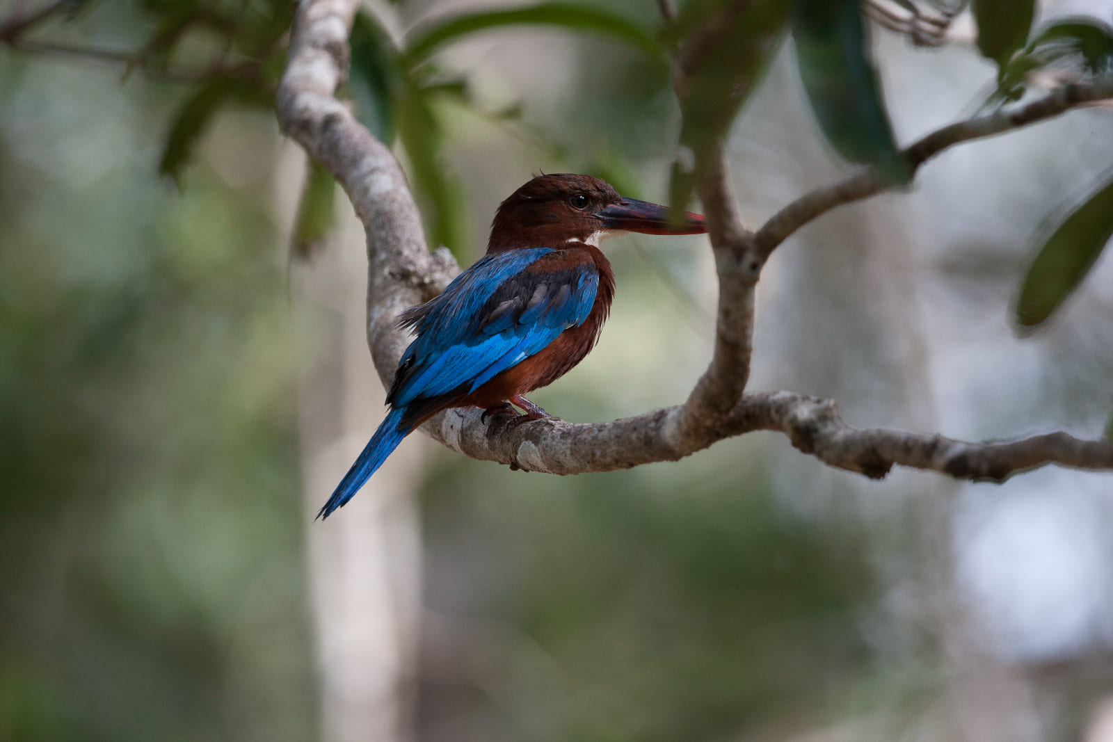 Bundala National Park Safari