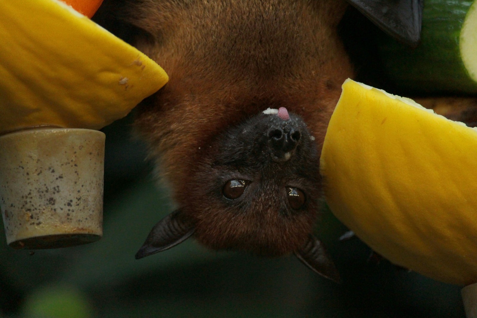 Fruit Bats View Point Tissamaharama Tour from Hambantota Port 1