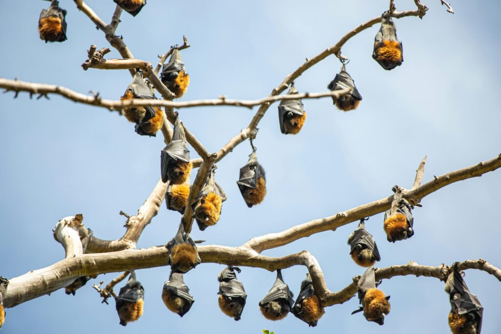 Fruit Bats View Point Tissamaharama Tour from Hambantota Port 3