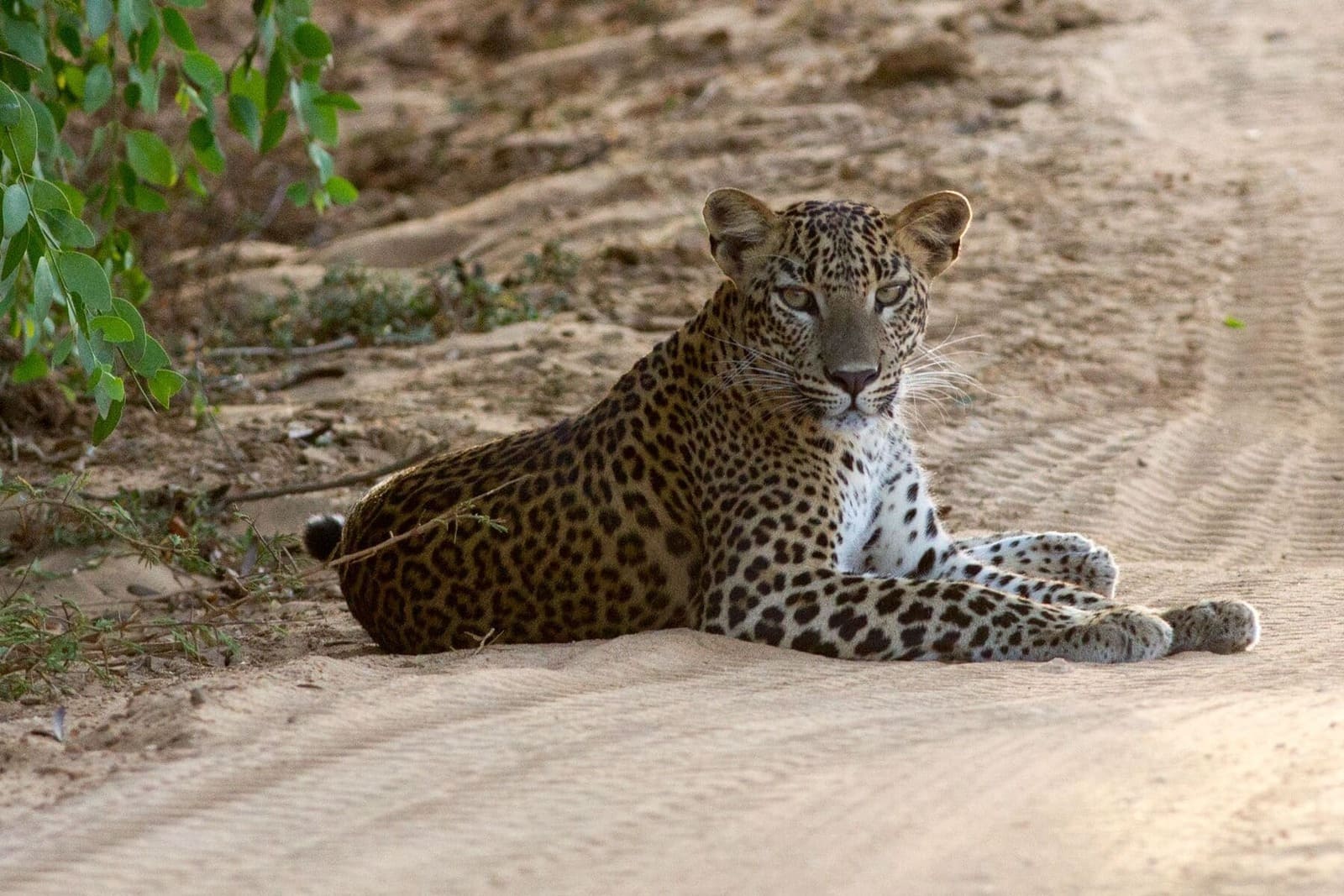 Yala Sri Lanka 1